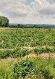 Rittman Orchards