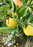 Rittman Orchards