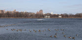 Central Park Horse CarriageTours