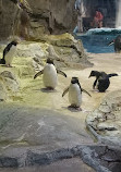 Polk Penguin Conservation Center