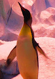 Polk Penguin Conservation Center