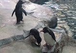 Polk Penguin Conservation Center