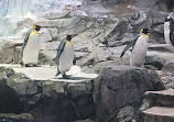 Polk Penguin Conservation Center