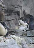 Polk Penguin Conservation Center