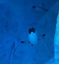 Polk Penguin Conservation Center