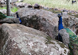 Peacock enclosure