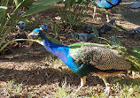 Peacock enclosure