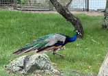 Peacock enclosure