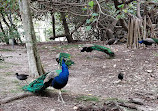 Peacock enclosure