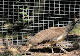 Peacock enclosure