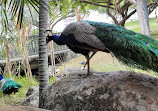 Peacock enclosure