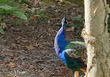 Peacock enclosure