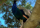 Peacock enclosure