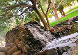 Peacock enclosure