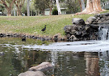 Peacock enclosure