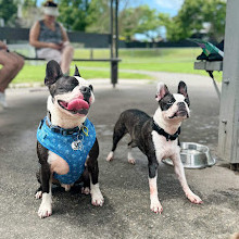 Frascott Small Dog Fenced Agility Dog Park