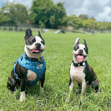 Frascott Small Dog Fenced Agility Dog Park