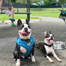 Frascott Small Dog Fenced Agility Dog Park