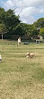 Frascott Small Dog Fenced Agility Dog Park