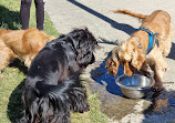 Reedy Creek Fenced Dog Park