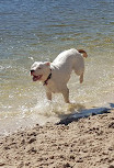 Pizzey Fenced Agility Dog Park