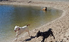 Pizzey Fenced Agility Dog Park