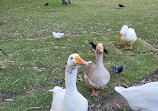 Macintosh Island Park