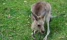 Currumbin Wildlife Sanctuary