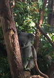 Currumbin Wildlife Sanctuary