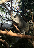 Currumbin Wildlife Sanctuary