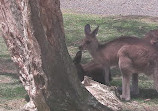 Currumbin Wildlife Sanctuary