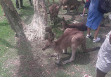 Currumbin Wildlife Sanctuary