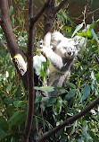 Currumbin Wildlife Sanctuary