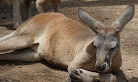 Currumbin Wildlife Sanctuary