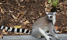 Currumbin Wildlife Sanctuary