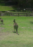 Currumbin Wildlife Sanctuary