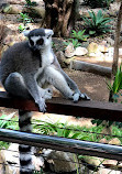 Currumbin Wildlife Sanctuary