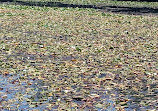 Herndon Monroe Wetland Preserve