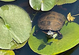 Herndon Monroe Wetland Preserve