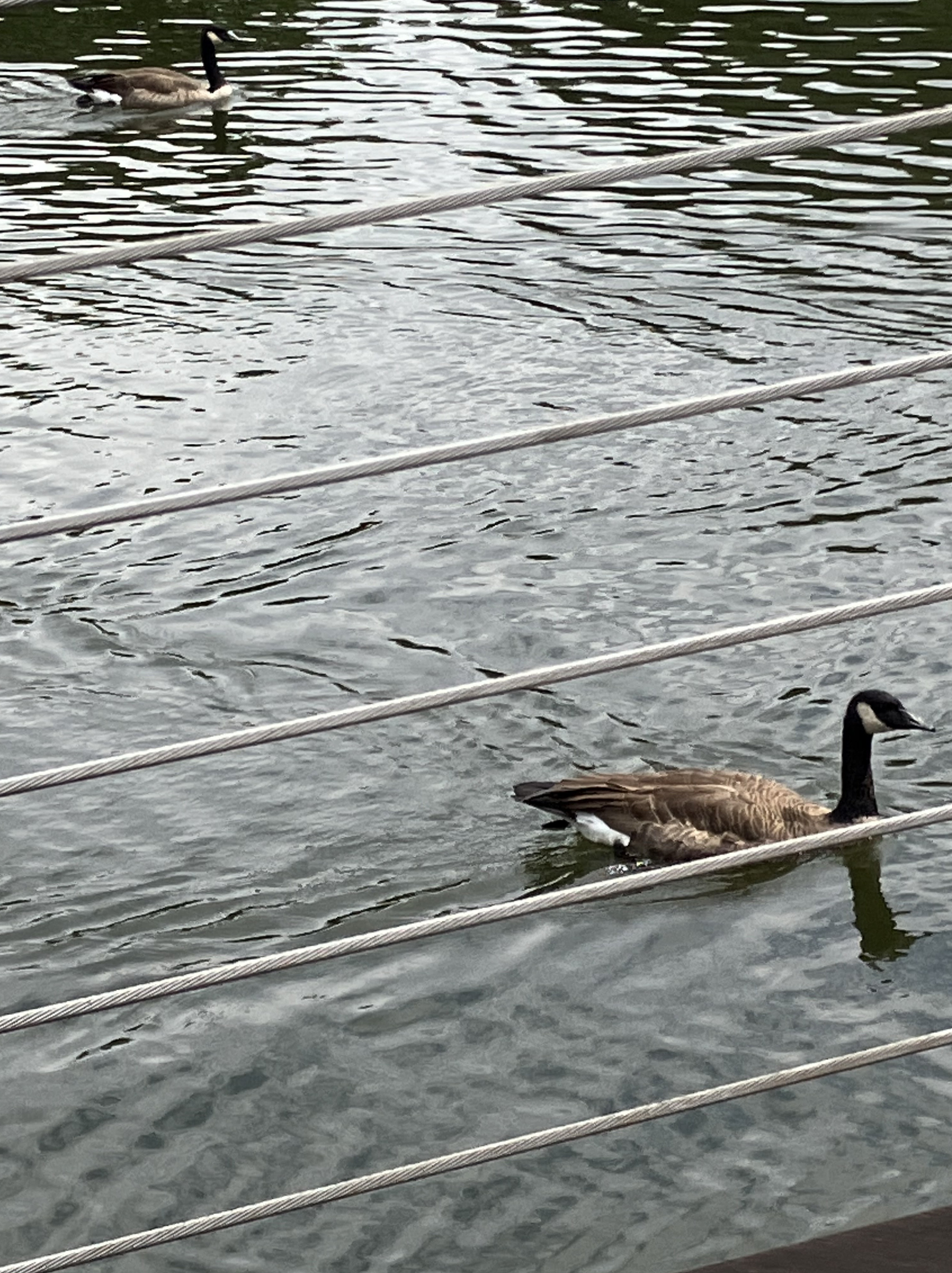 Washingtonian Paddle Boats