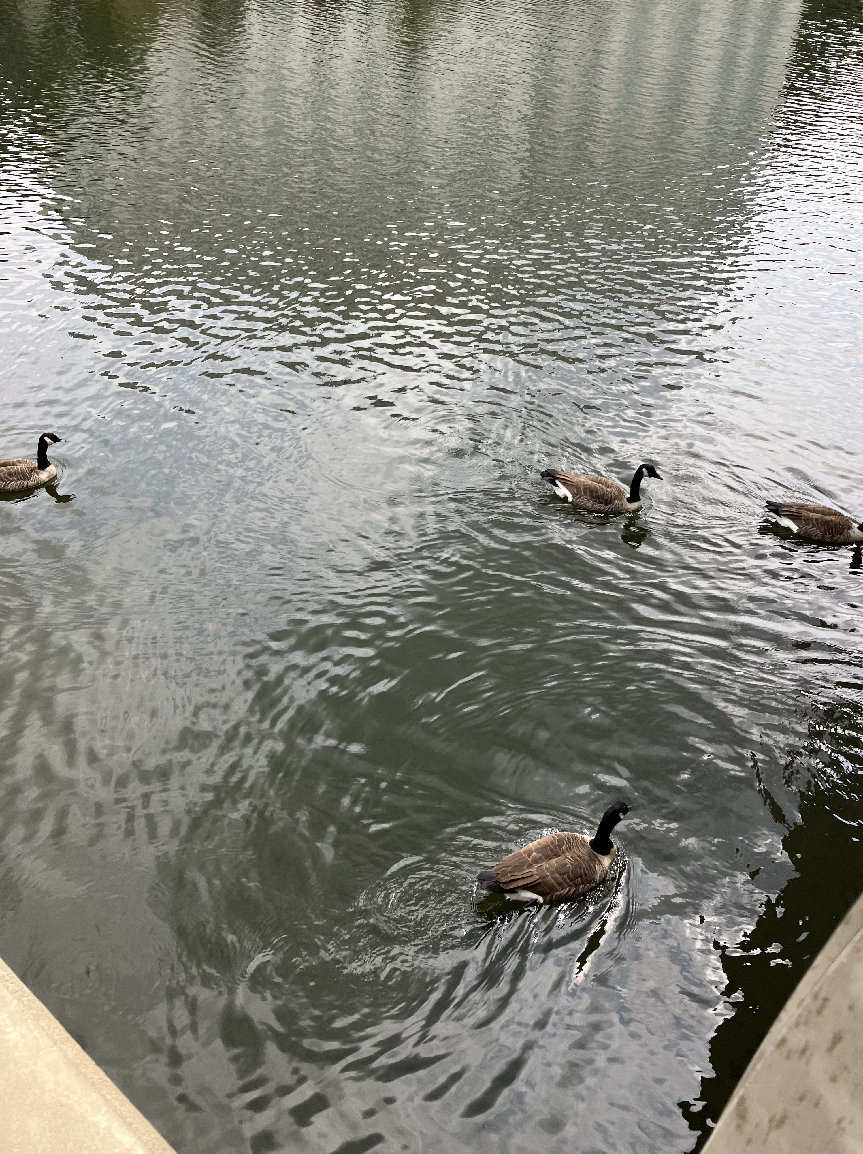 Washingtonian Paddle Boats