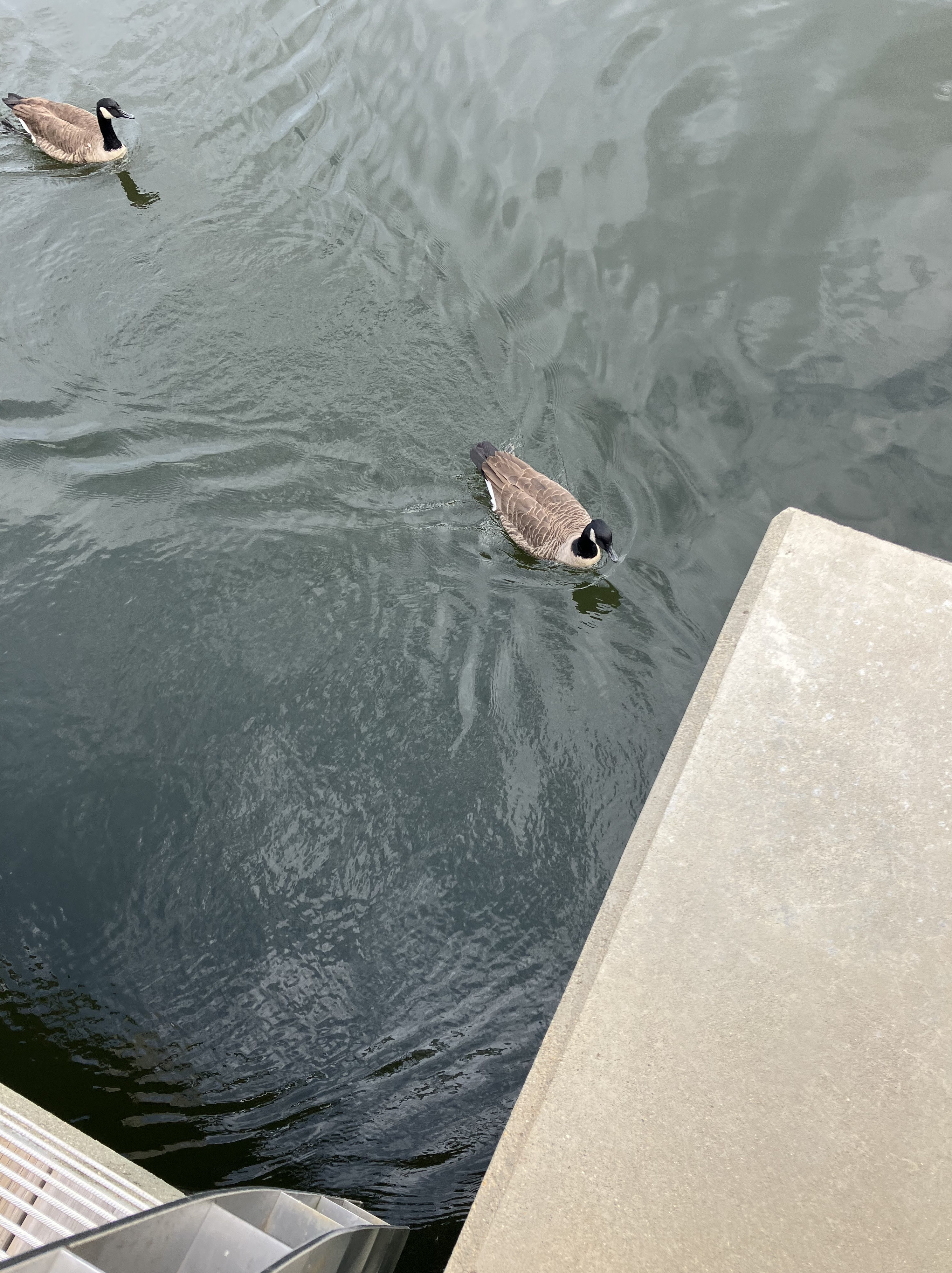 Washingtonian Paddle Boats