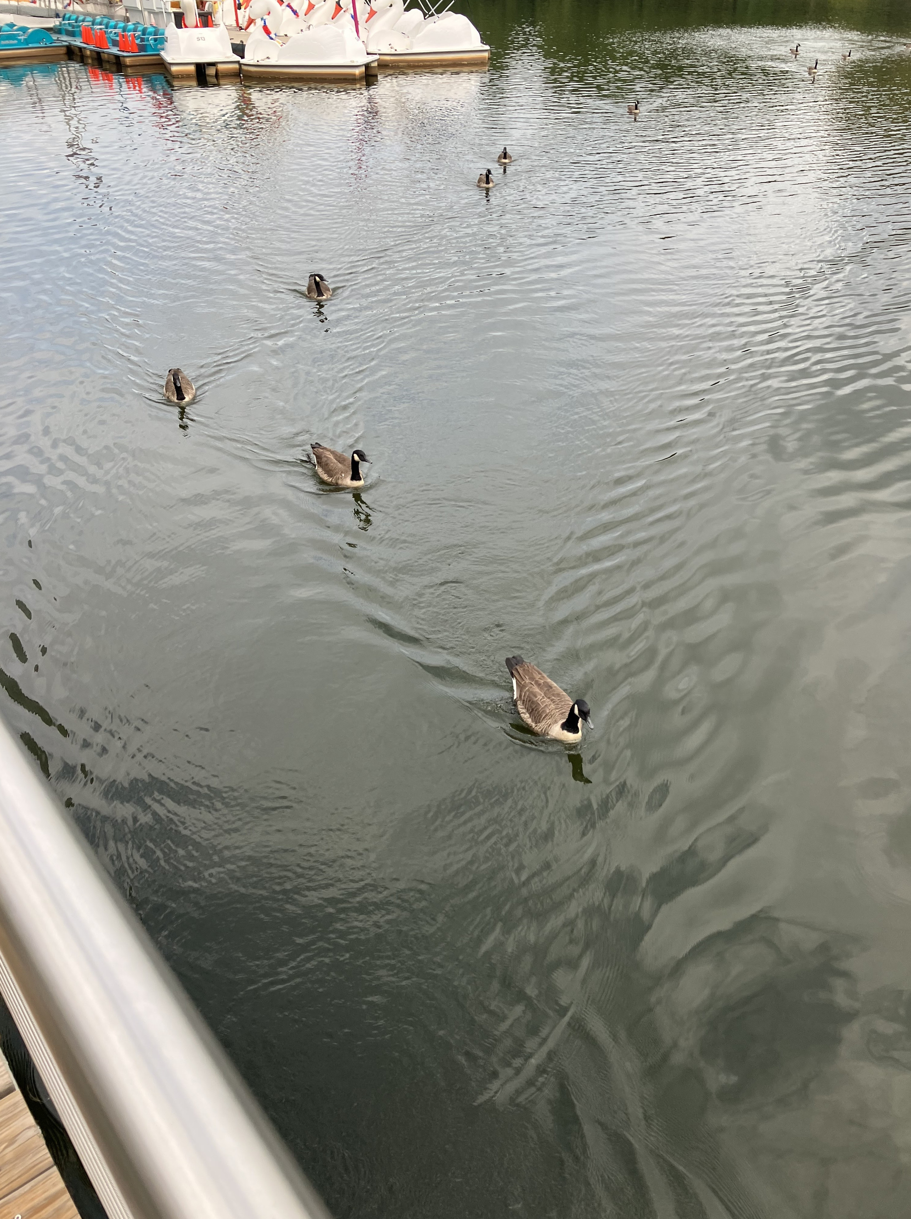 Washingtonian Paddle Boats