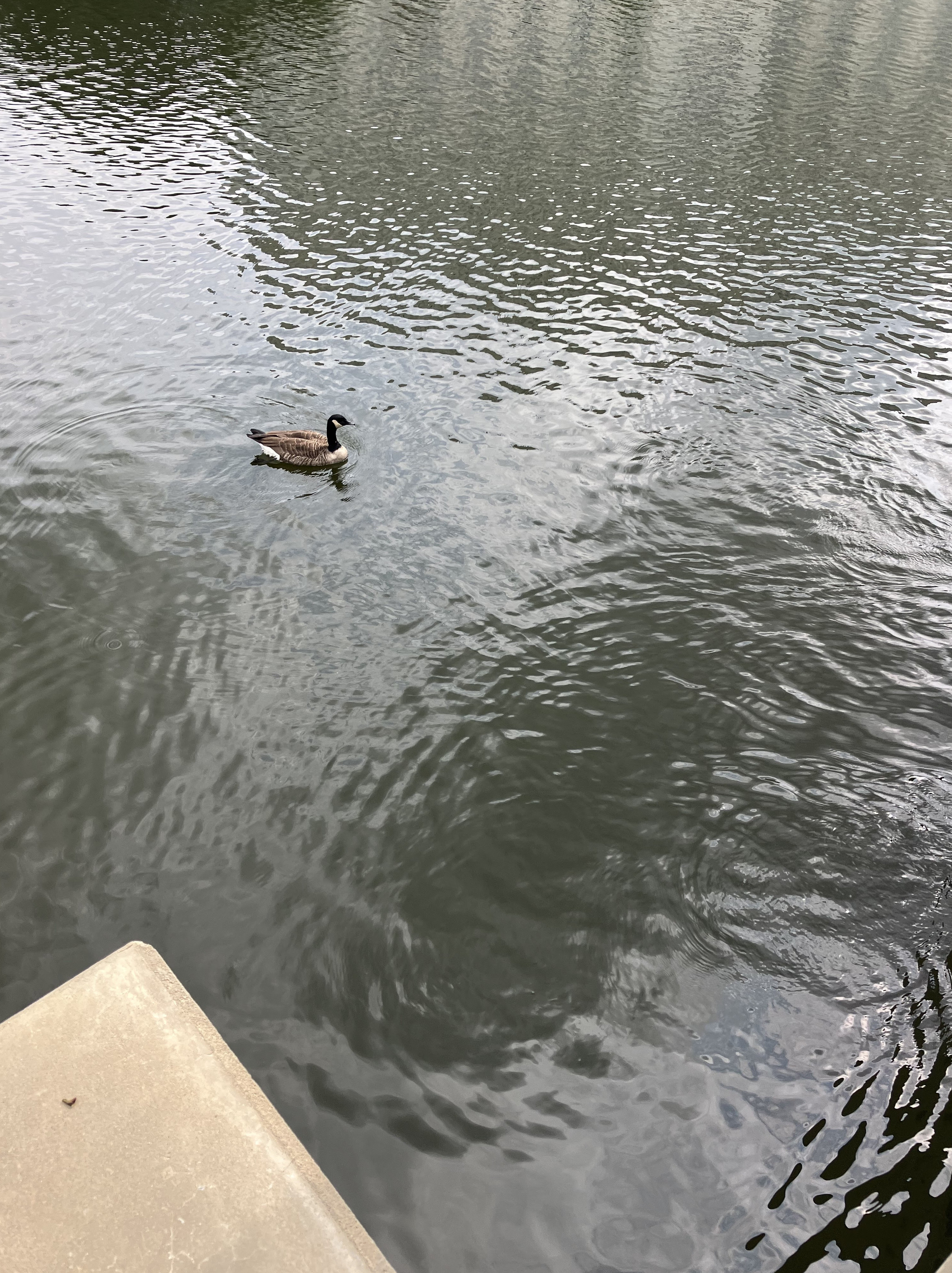 Washingtonian Paddle Boats