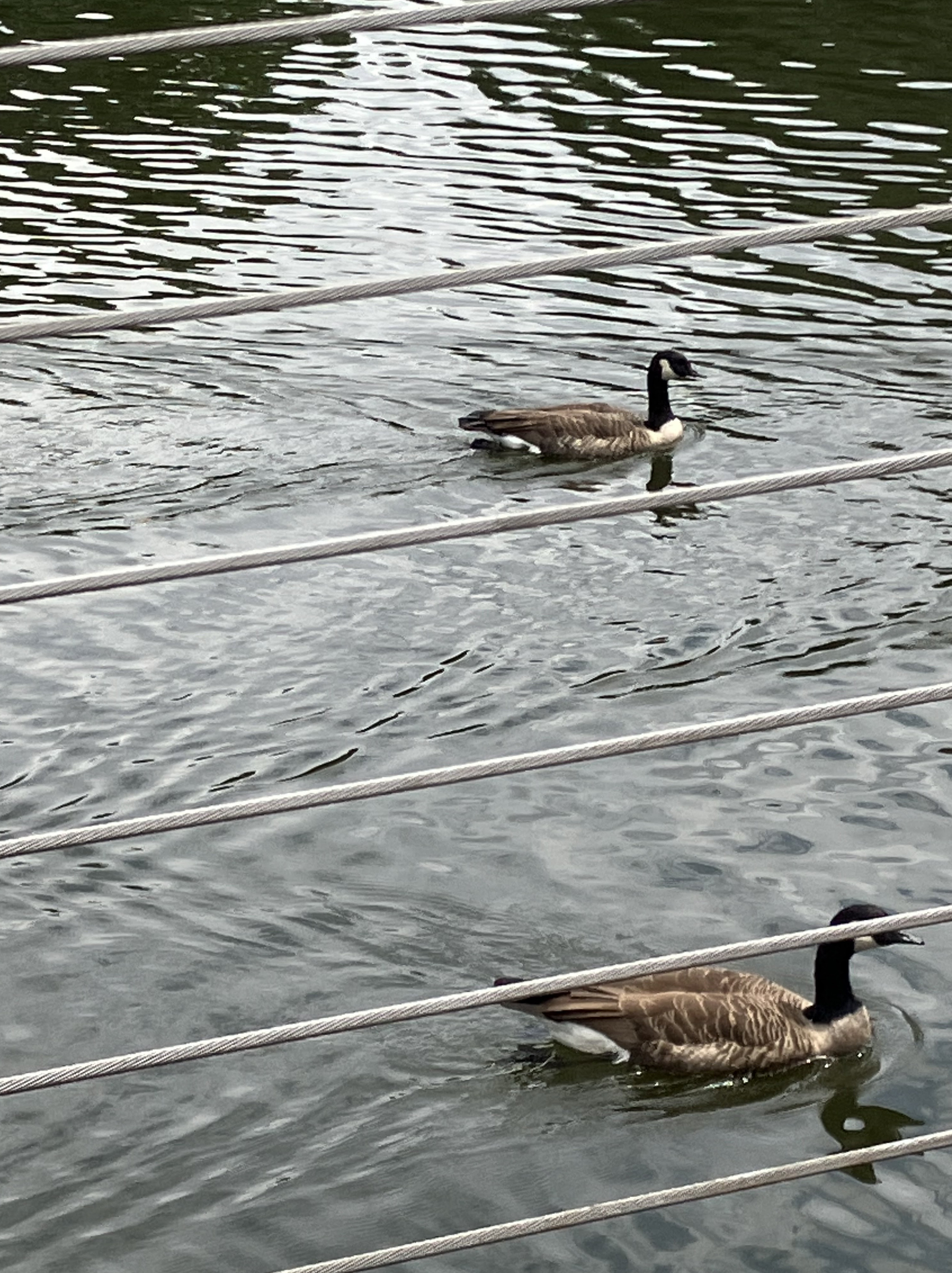 Washingtonian Paddle Boats