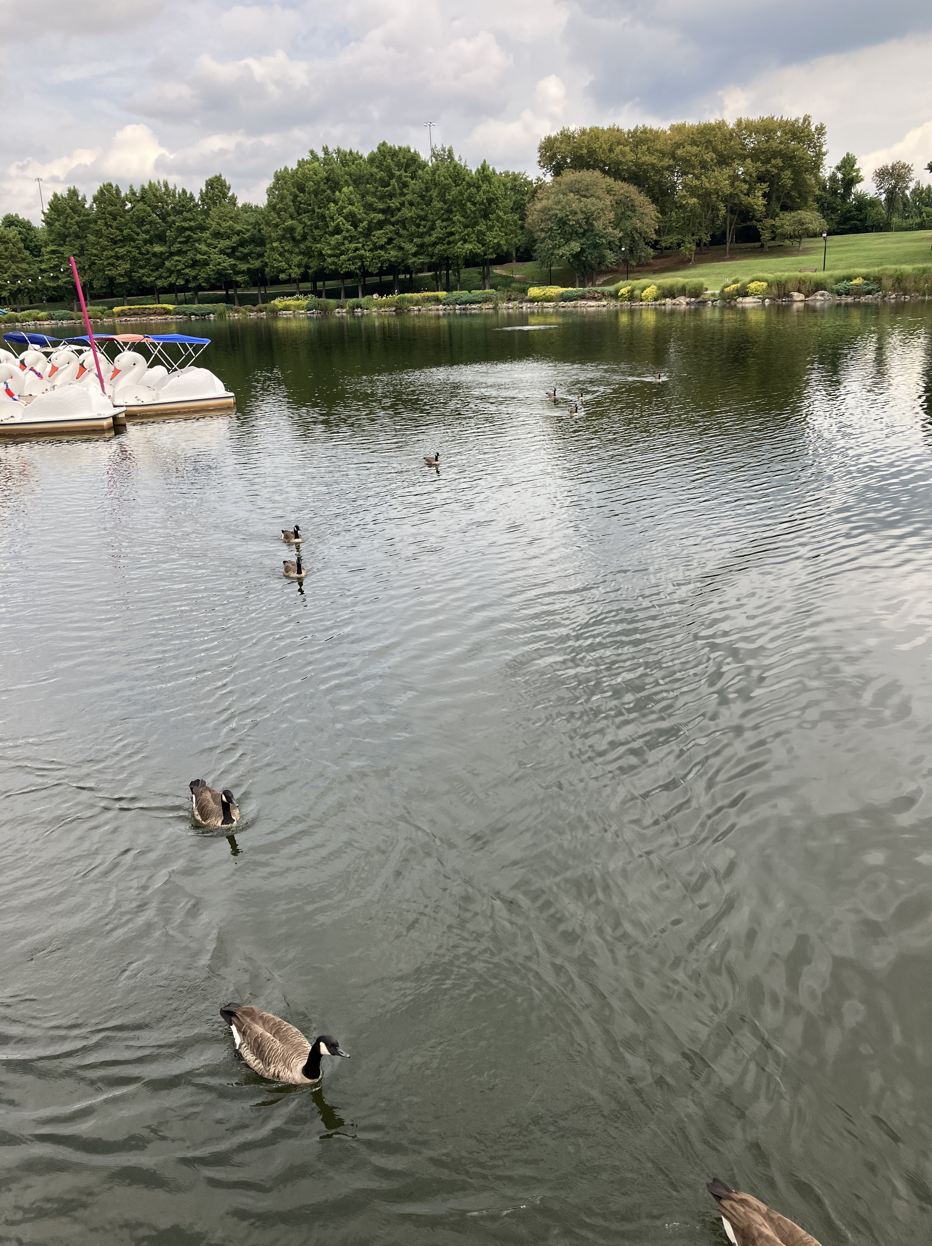 Washingtonian Paddle Boats