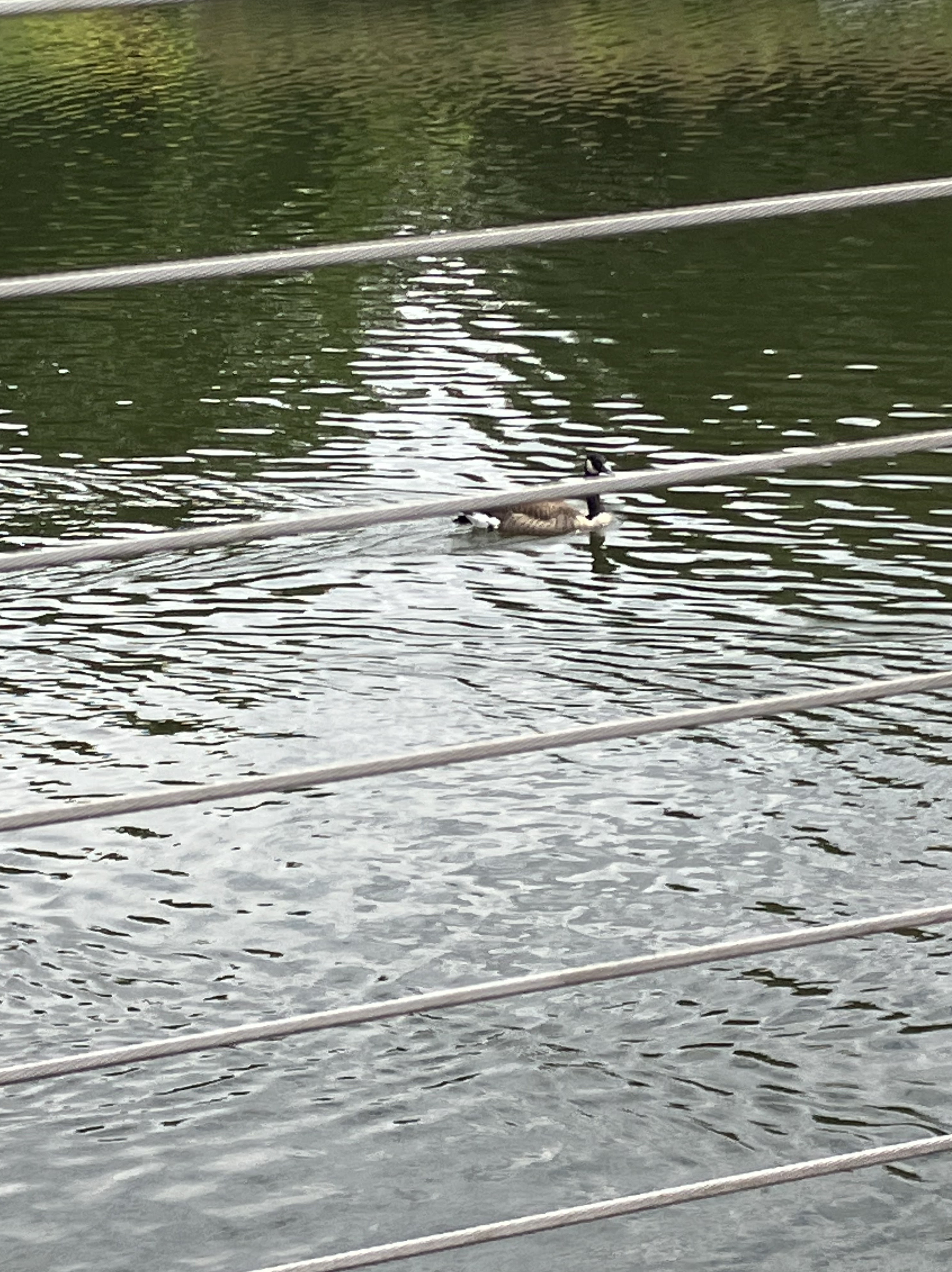 Washingtonian Paddle Boats