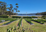 Port Arthur Lavender