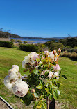 Port Arthur Lavender