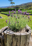 Port Arthur Lavender